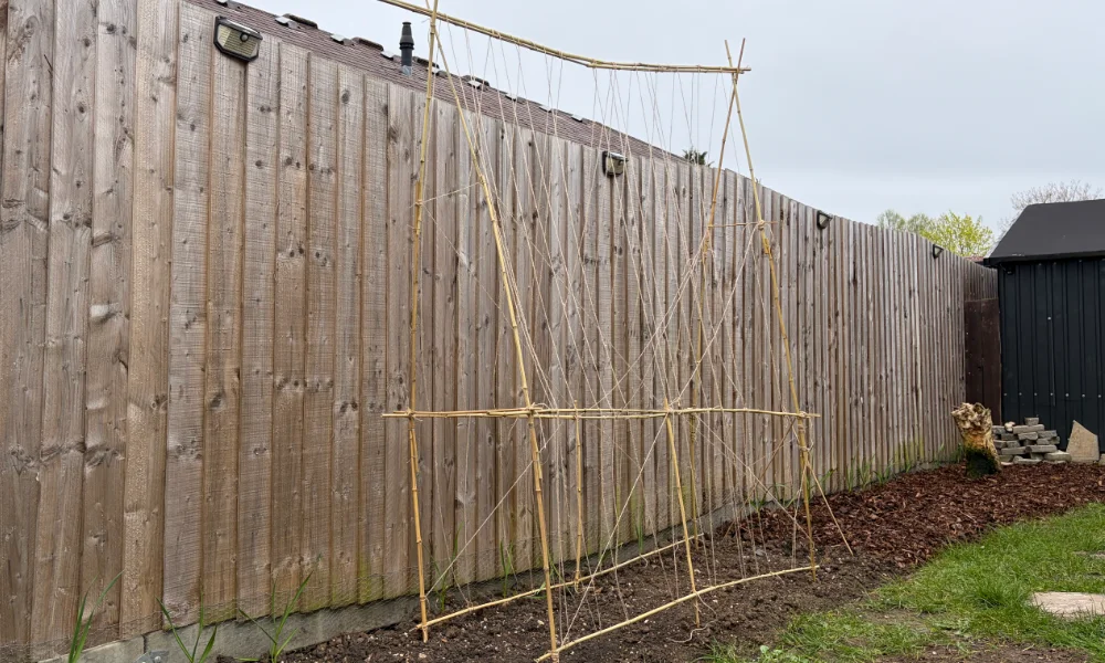 Runner bean frame made from short bamboo canes