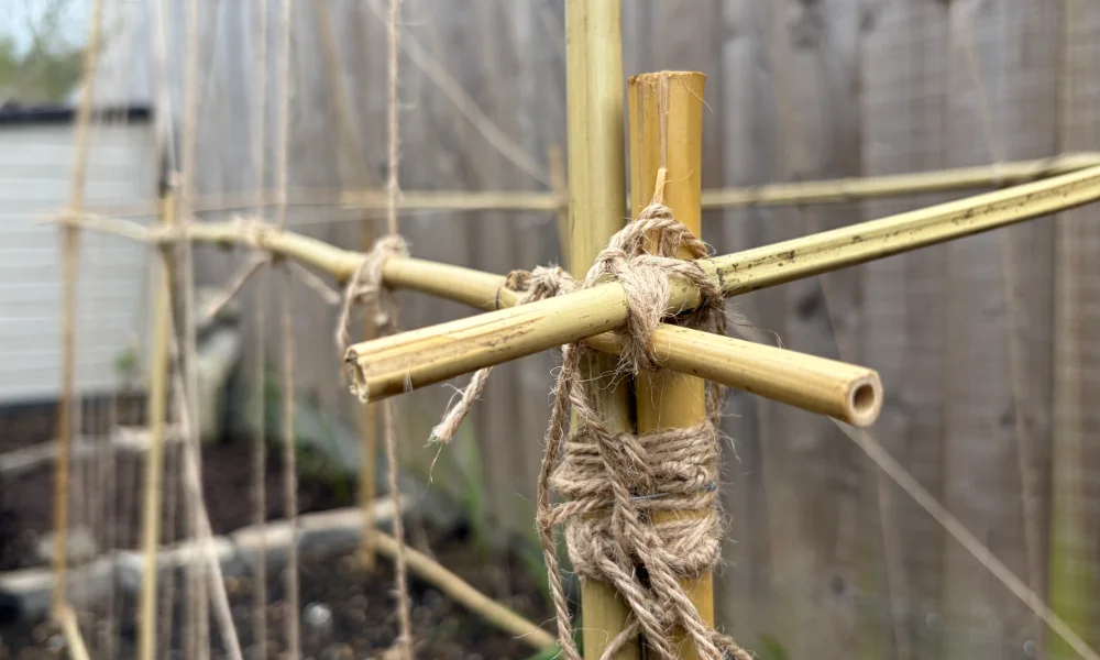 Runner bean frame twine