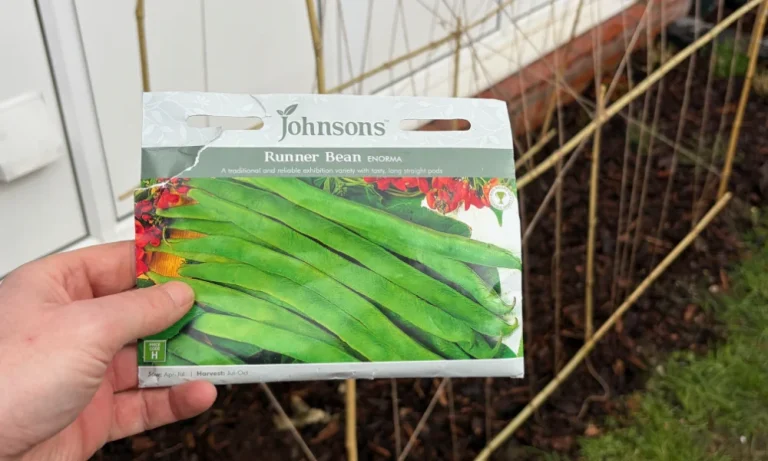 The runner bean seeds im growing