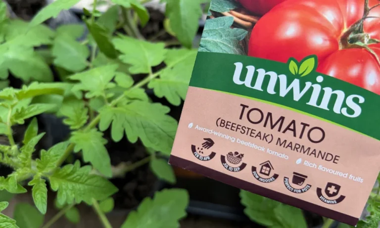 Tomato plants unwins beefsteak