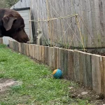 Building a border to stop the dog