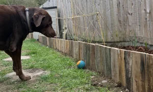 Building a border to stop the dog