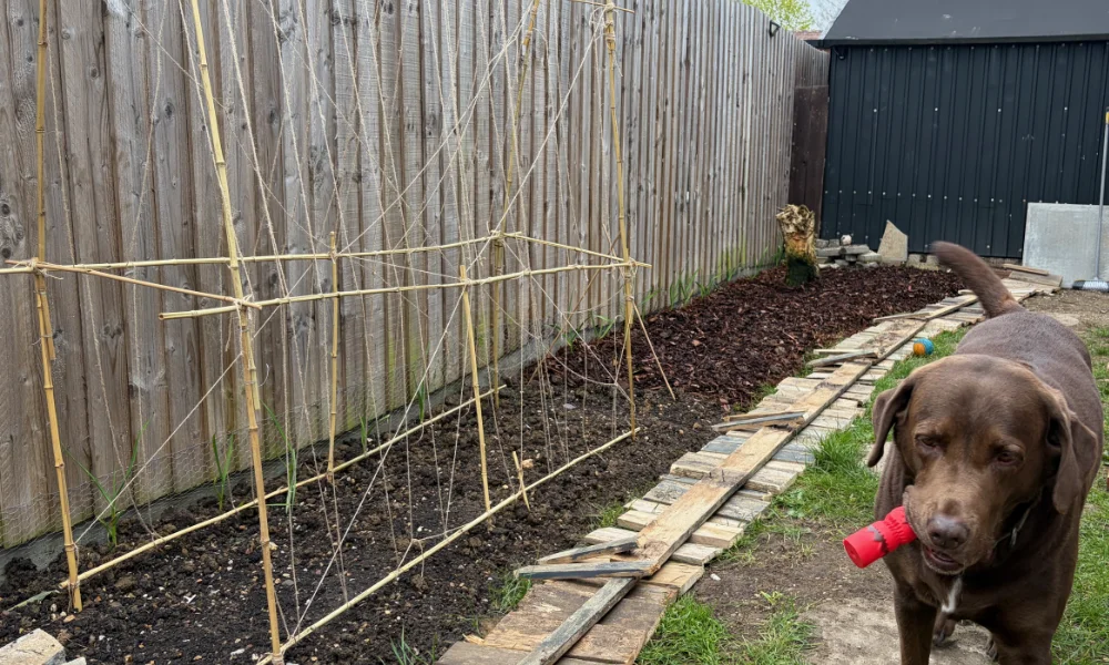 Pallet wood for garden borders lined up